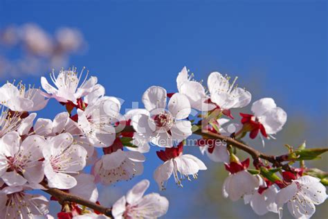 杏樹季節|杏花開花季指南：貓空「杏花林」綻放胭脂萬點 